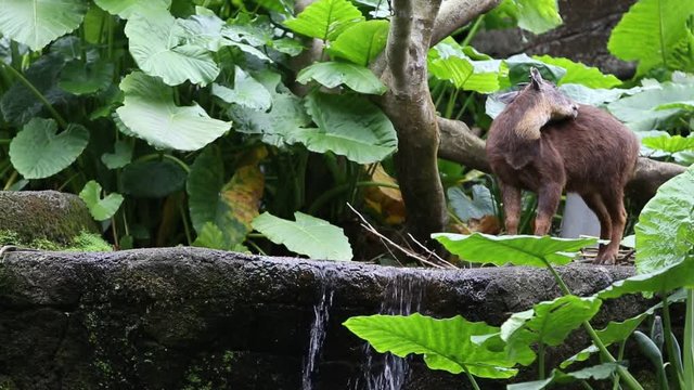 The Taiwan serow walking in the river of the forest. Capricornis swinhoei or Naemorhedus swinhoei is also known as the Formosan serow, is a small bovid endemic to the main island of Taiwan-Dan