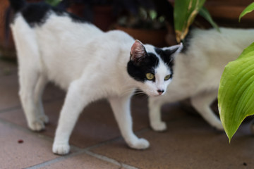 Fototapeta na wymiar black and white cat with green eyes