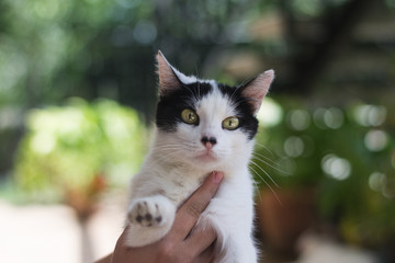 holding a cat with green eyes