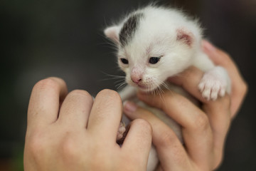 holding a young cat