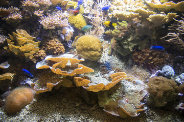 Tropical fish near coral reef with blue ocean water