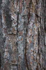 wood texture