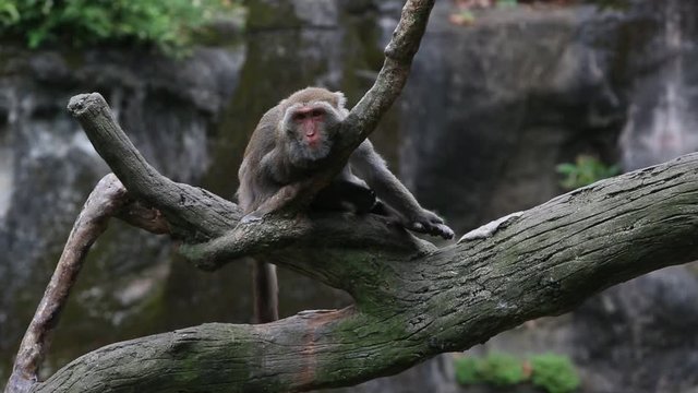 Formosan rock macaque sleeping on the top the tree, get up and walking at the -Dan