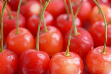 新鮮なチェリー