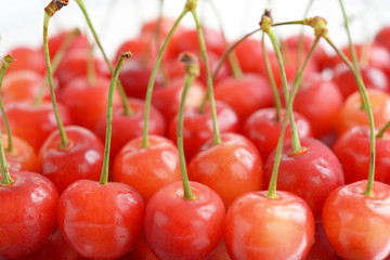 新鮮なチェリー