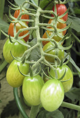 Tomatenstrauch