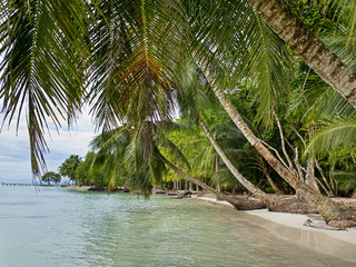 Fototapeta na wymiar Panama carribian beach with palm trees