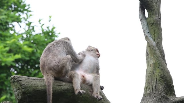 Formosan rock macaque sitting on the top the tree grooming and eating at the -Dan