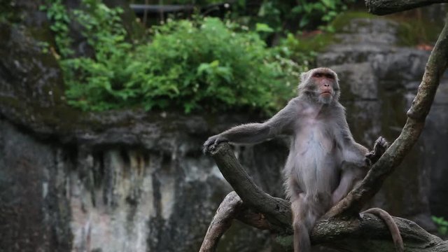 Formosan rock macaque sitting on the top the tree looking down at the -Dan