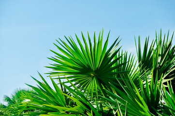 Copy space of tropical palm tree with sun light on sky background.