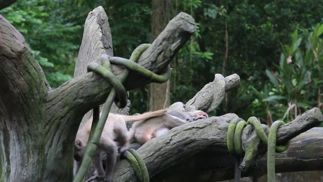 Formosan rock macaque walliking on the top the tree at the -Dan