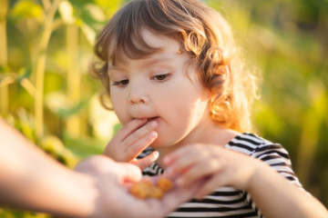 Toddler girl eats berries from fathers hand