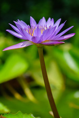 Close up beautiful purple water lily background