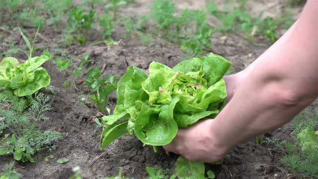 High quality video of picking lettuce in real 1080p slow motion 250fps