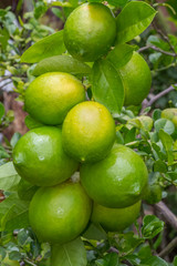  citrons verts 