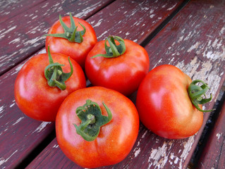 Freshly Picked Tomatoes 