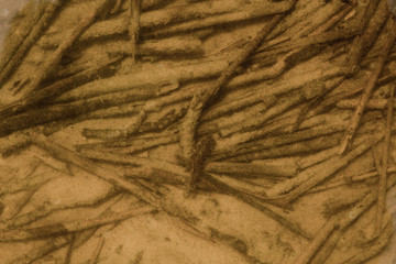 Old reeds under water on sandy bottom of the lake