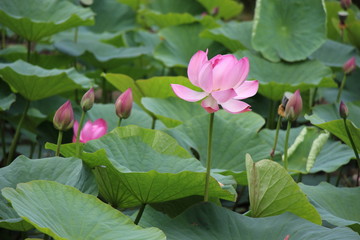 Forest, lotus flowers, lotuses, lotus flowers Komarova, green, green leaves, pink flowers, summer, beauty, nature, plants, landscape with lotuses, garden, park, lotuses, pink flower, big lotus flower,