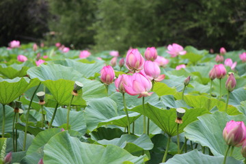 Forest, lotus, lotus, lotus, komarova, green, field, green leaves, pink flowers, summer, beauty, nature, plants, landscape with lotuses, garden, park, flower, lotus flower, large green leaf