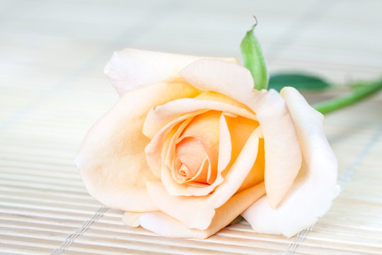 Beautiful cream vanilla color  rose flower on straw mat background