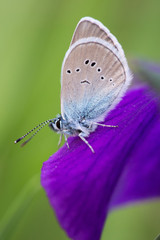 The Butterfly on the Iris