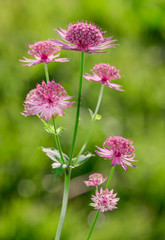 Meadow flowers in sunlight