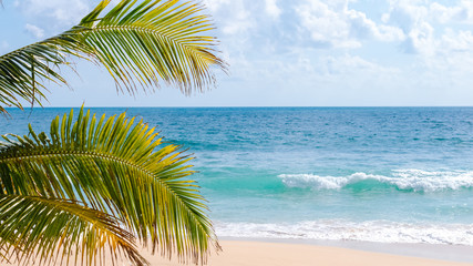 Obraz na płótnie Canvas Tropical palm tree on beach and blue sky background.