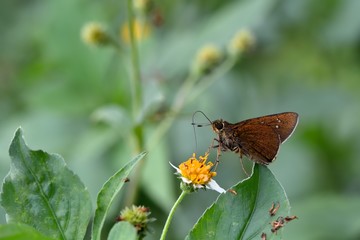 Butterfly from the Taiwan (Caltoris cahira austeni) Black lines hesperiids butterfly