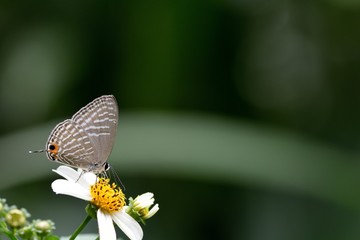 Butterfly (Jamides alecto dromicus) White corrugated butterfly