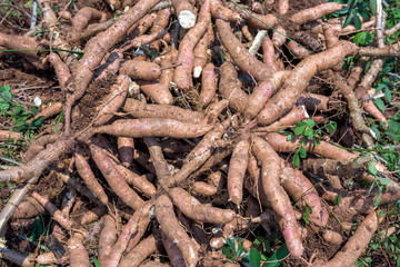 Cassava in farm