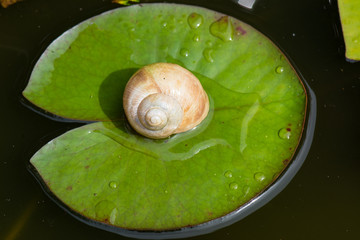 Schneckenhaus auf Seerosenblatt