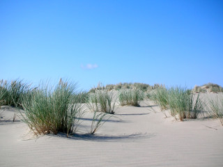 Fototapeta na wymiar Grey dunes in the fall time.