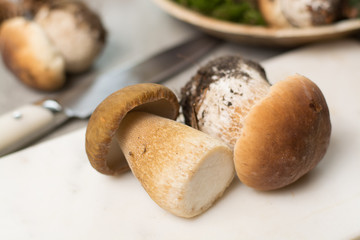 Tasty food - fresh porcini boletus oak muchrooms, high quality, ready to cook