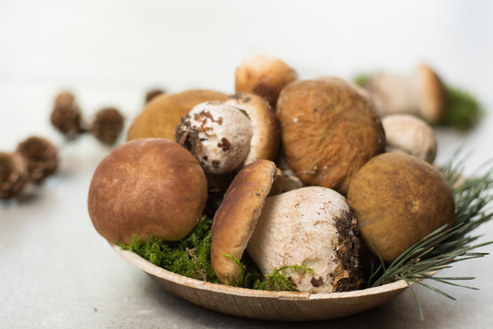 Tasty food - fresh porcini boletus oak muchrooms, high quality, ready to cook