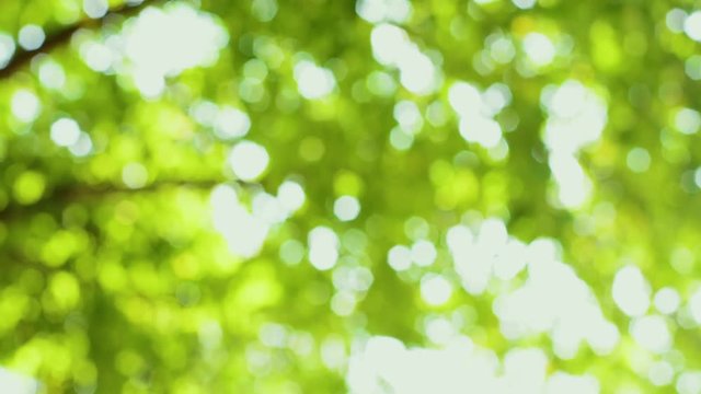 Waldzelt Bokeh