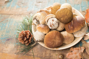 Tasty food - fresh porcini boletus oak muchrooms, high quality, ready to cook