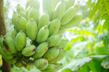 Branch on green banana on tree in nature background.