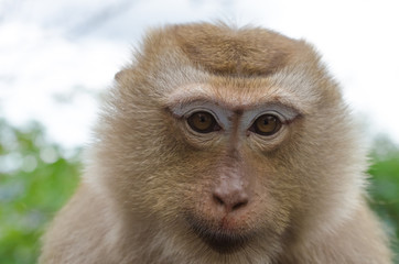 Close up face of monkey