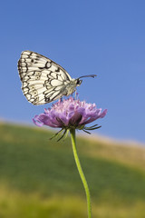 Farfalla sul fiore