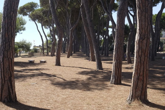 Pinewood in abruzzo