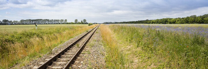 Eisenbahnschiene durch Feld mit Kornblumen, (Centaurea cyanus), Mecklenburg-Vorpommern, Deutschland, Europa