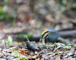 Blue  Pitta, pitta cyanea.(male). This is fairly common resident specie of Thailand has been taken at Khaoyai National Park, Nakhon Ratchasima during mating season of the birds in July 28,2017. 