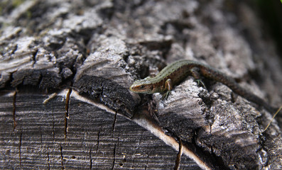 Small lizard on a tree
