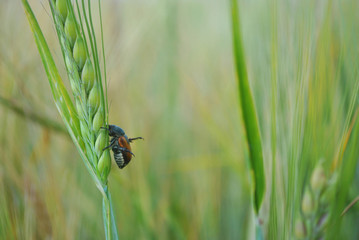 Anisoplia austriaca (scarab beetle) sit in the green wheat (rye) ear, soft bokeh background