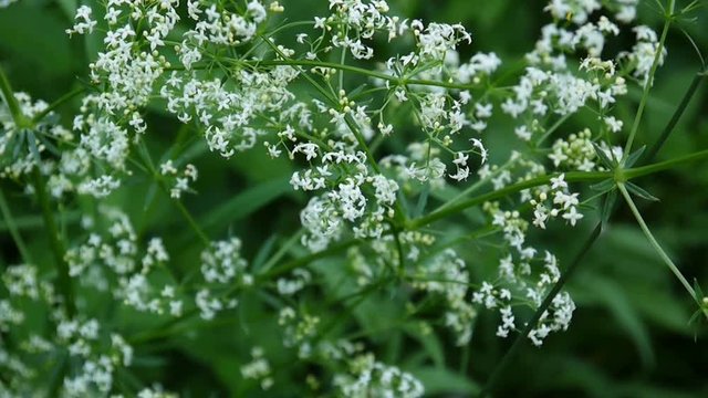 Woodruff Galium rivale blooming close-up in the wind. Video footage shooting static camera.
