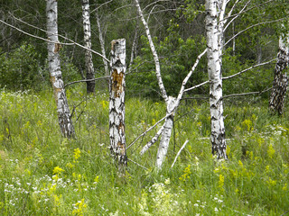 Trees in the summer forest.