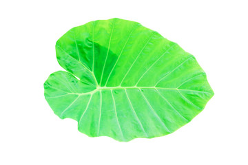 Naklejka na ściany i meble Caladium green leaf texture background isolated on white background and clipping path with copy space add text .( Colocasia esculenta (L.) Schott ARACEAE )