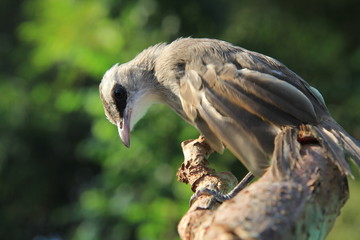 Bird