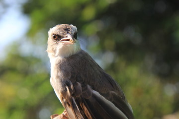 Bird