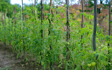 Fototapeta na wymiar Growing tomato on the ground